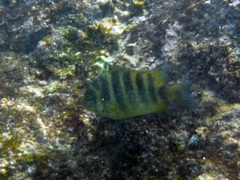 Abudefduf declivifrons