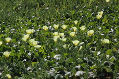 Hydrocleys nymphoides