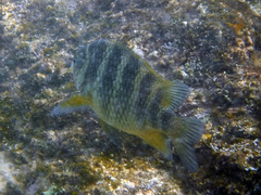 Abudefduf declivifrons