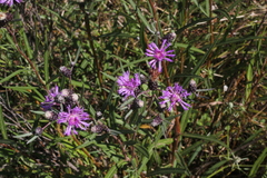 Lessingianthus rubricaulis