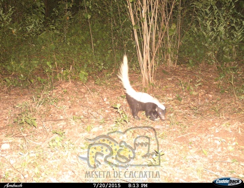 American Hog-nosed Skunk