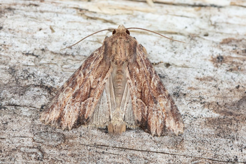 Wood-colored Apamea Moth