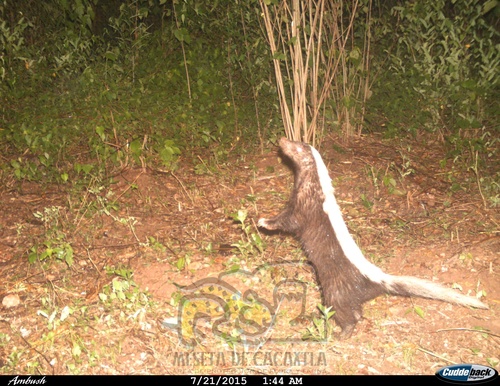 American Hog-nosed Skunk