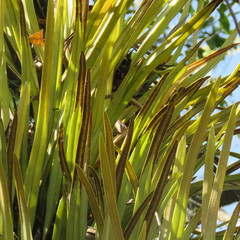 Pyrrosia longifolia