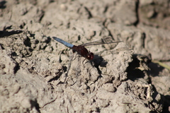 Erythrodiplax melanorubra