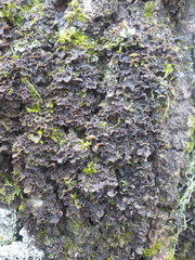 Nephroma tangeriense