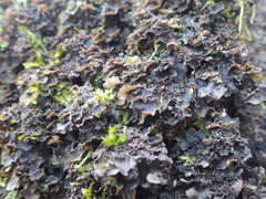 Nephroma tangeriense