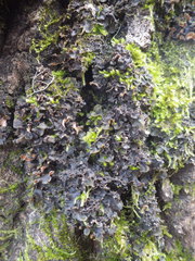 Nephroma tangeriense