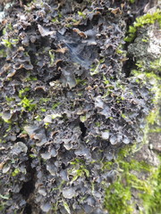 Nephroma tangeriense