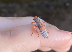 Brevimetopia chusquea