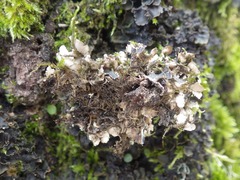 Nephroma tangeriense