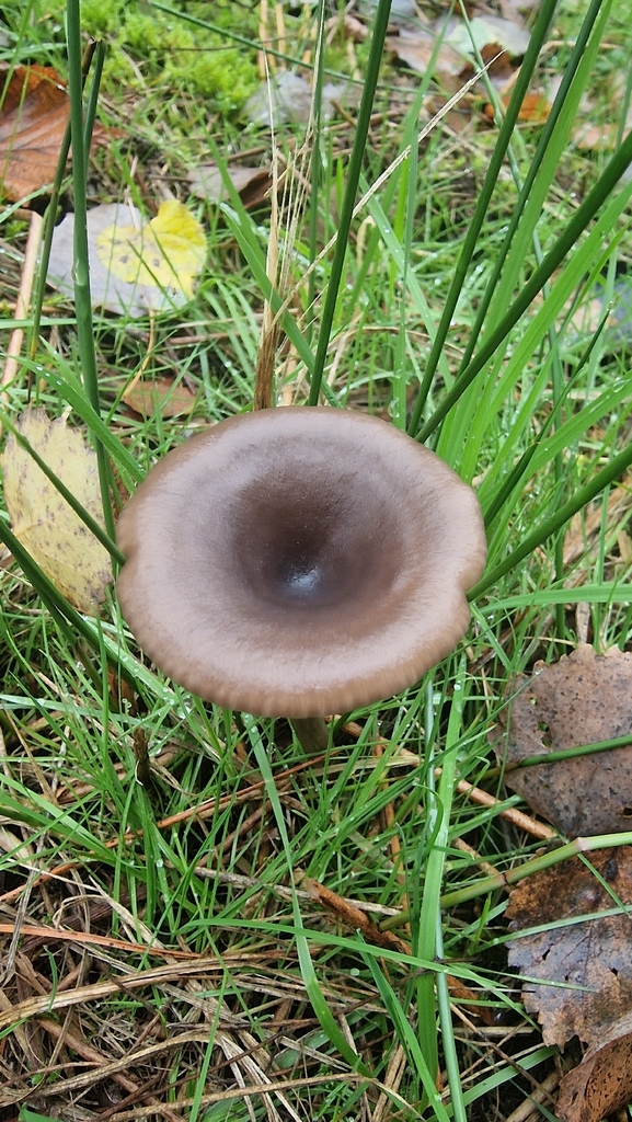 Pseudoclitocybe cyathiformis · November 2025 · photo: © fungiary (iNaturalist, cc0)