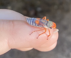 Brevimetopia chusquea