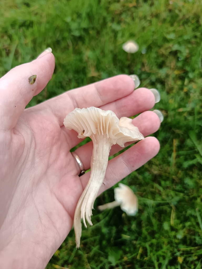 Cuphophyllus virgineus · November 2025 · photo: © unseelie (iNaturalist, cc-by)