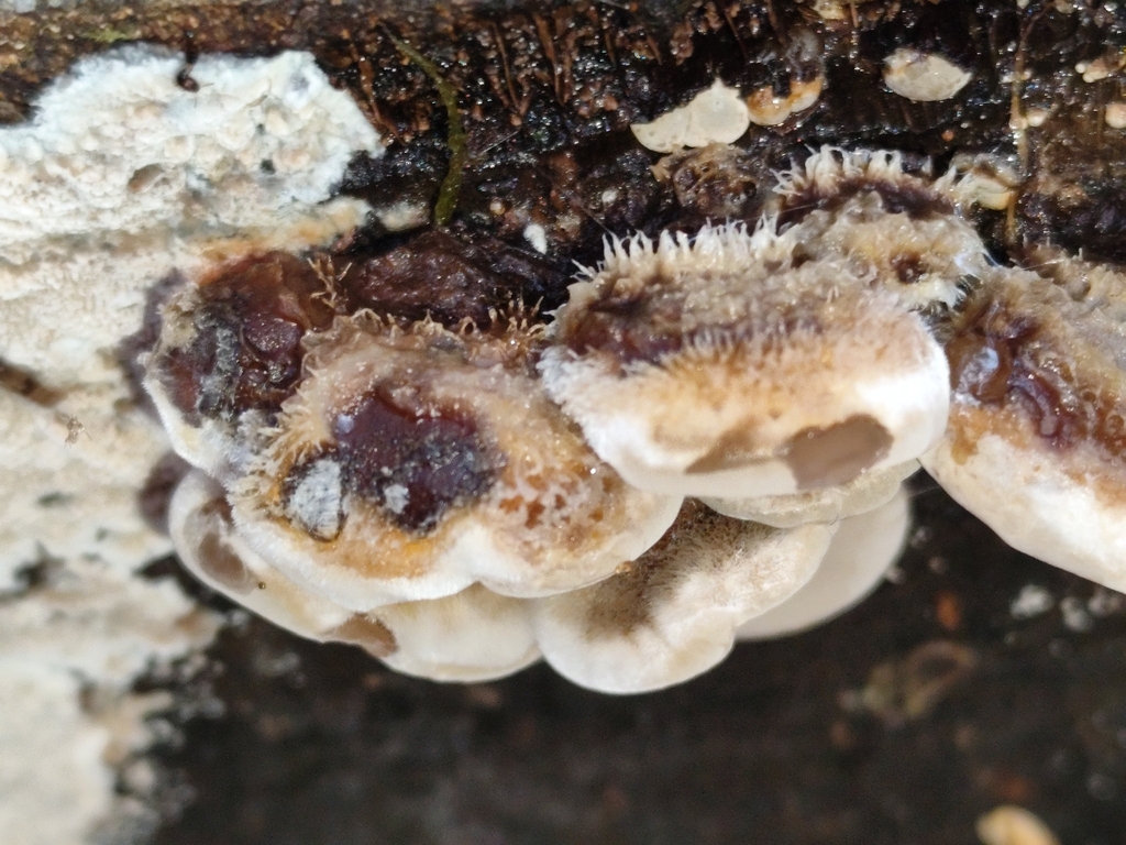 Auricularia mesenterica · November 2025 · photo: © alok (iNaturalist, cc-by-nc)