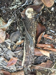 Leiocephalus cubensis