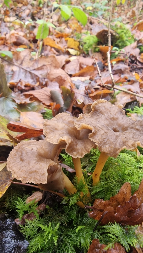 Craterellus tubaeformis · November 2025 · photo: © fungiary (iNaturalist, cc0)