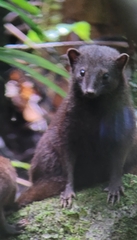 Brown-Tailed Mongoose photo 3