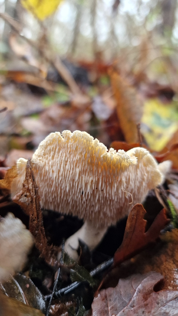 Hydnum repandum · November 2025 · photo: © fungiary (iNaturalist, cc0)