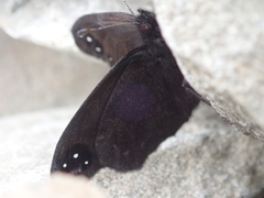 Percnodaimon merula