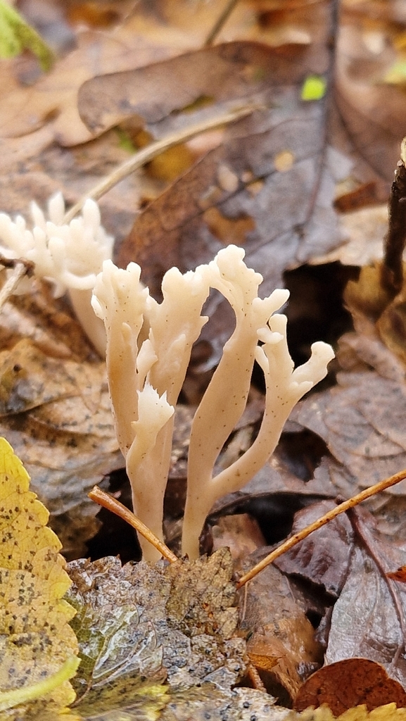 Clavulina coralloides · November 2025 · photo: © fungiary (iNaturalist, cc0)
