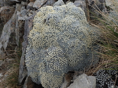 Raoulia bryoides