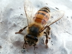 Apis mellifera