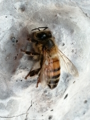 Apis mellifera