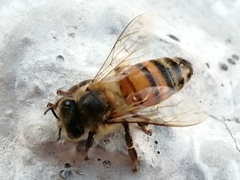 Apis mellifera