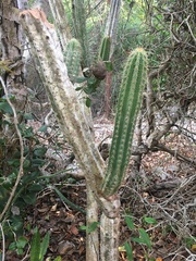Pilosocereus robinii