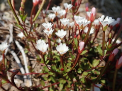 Epilobium glabellum