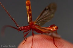 Chenoderus testaceus