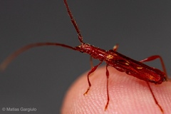 Chenoderus testaceus