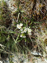 Euphrasia monroi