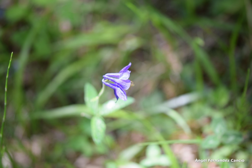 Aquilegia hispanica