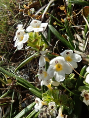 Euphrasia monroi