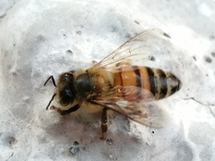 Apis mellifera
