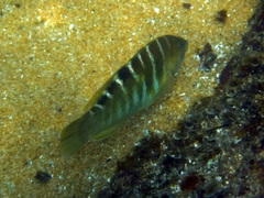 Halichoeres notospilus