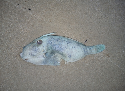 Freycinet's leatherjacket (Meuschenia freycineti) — Monacanthidae — 3