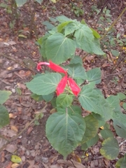 Salvia splendens