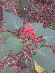 Salvia splendens