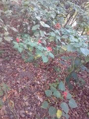 Salvia splendens