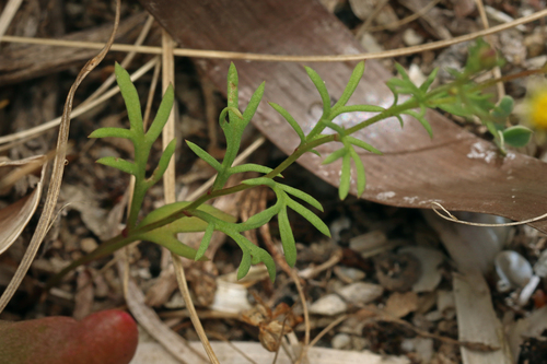 Hard-head Daisy (Brachyscome lineariloba)