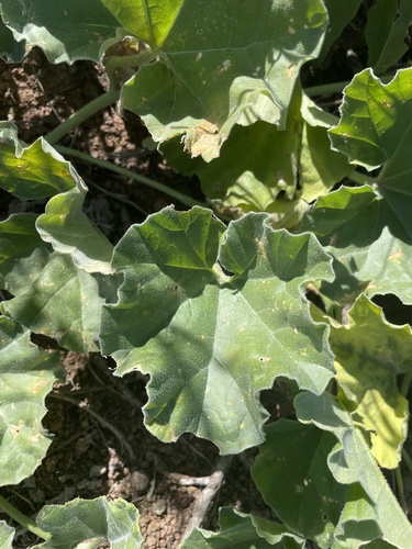 melon loco (Apodanthera undulata)