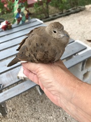 Columbina talpacoti
