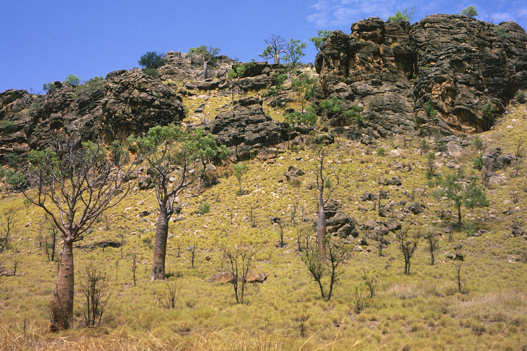 Boab (Adansonia gregorii)