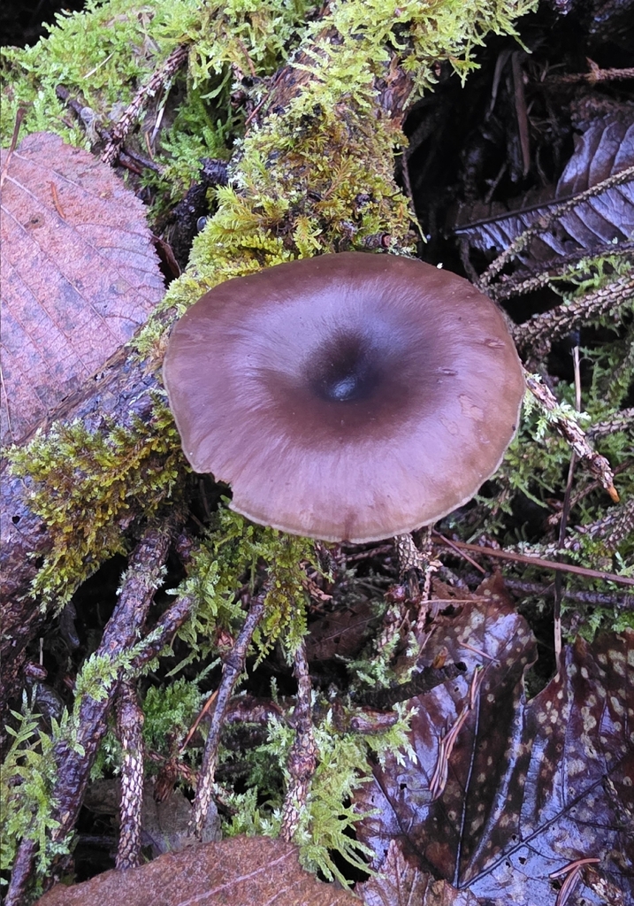 Pseudoclitocybe cyathiformis · November 2025 · photo: © christoph_moning (iNaturalist, cc-by)