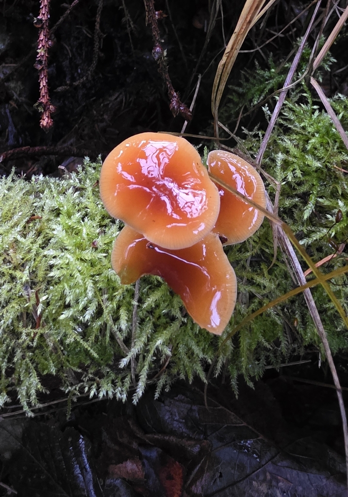 Flammulina · November 2025 · photo: © christoph_moning (iNaturalist, cc-by)