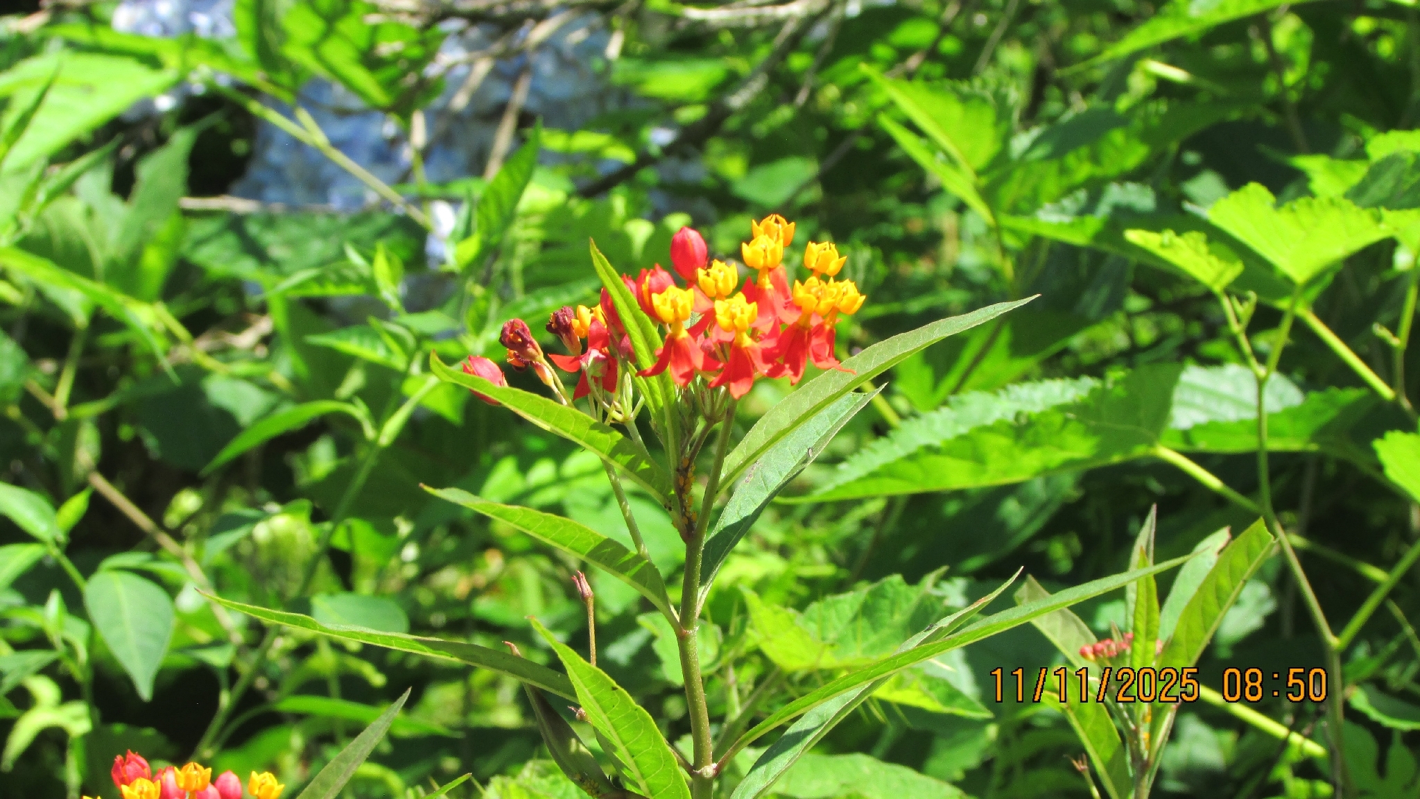 Asclepias curassavica
