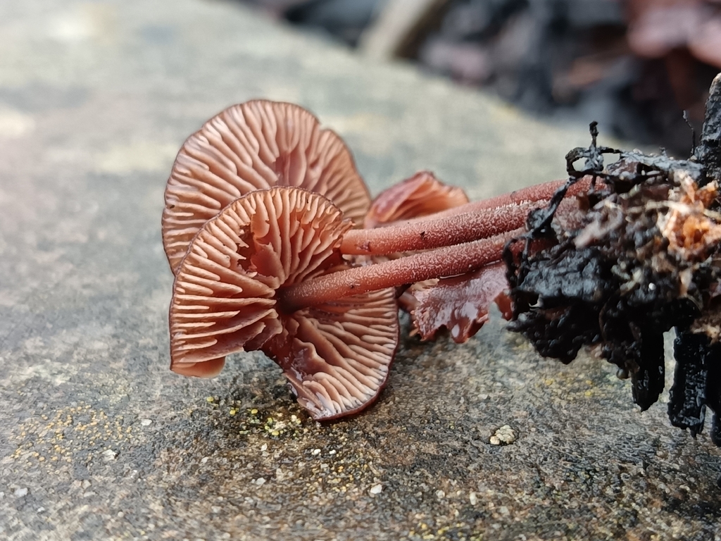Collybiopsis villosipes · November 2025 · photo: © unseelie (iNaturalist, cc-by)